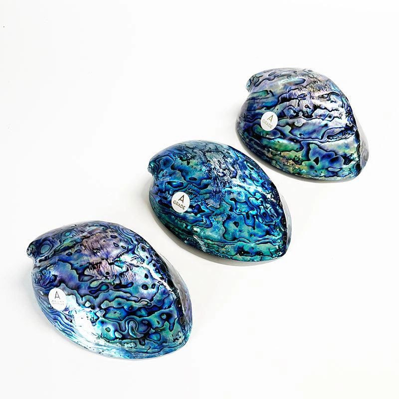 Giant Kiwi Paua Shell: A Grade Beauty. Oceanic Art for Your Home. Collectors Dream.